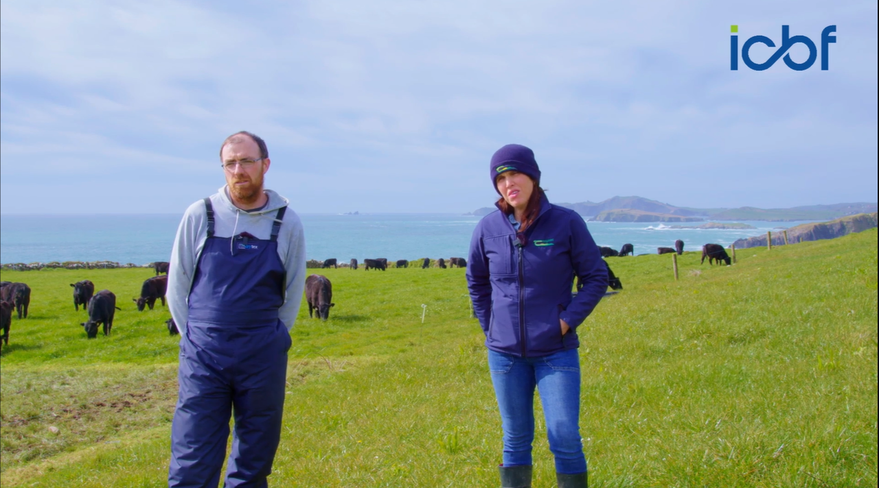 Commercial Beef Value Series: West Cork calf to beef farm focusing on high CBV