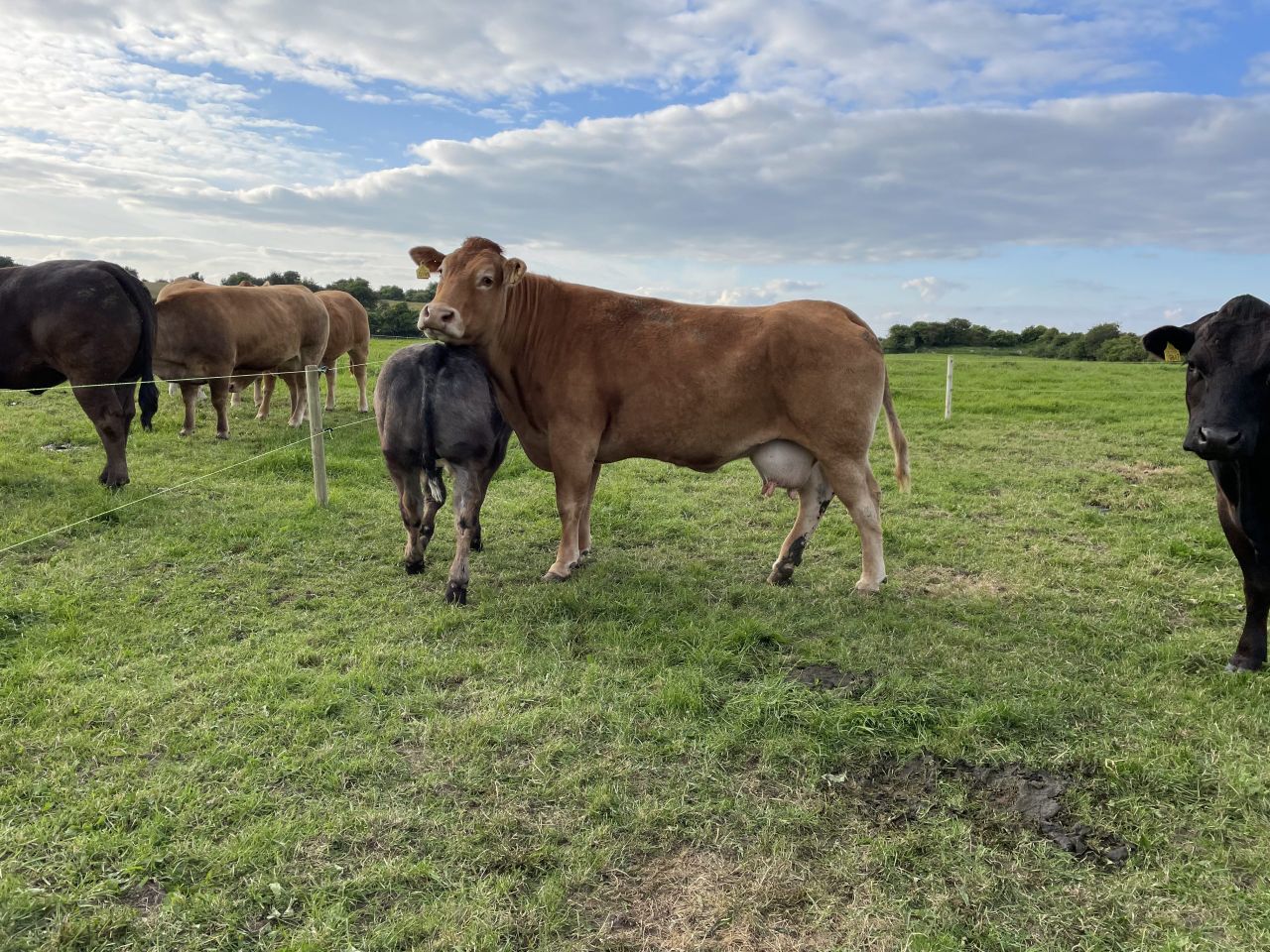 AI or stock bull: Factors to consider for suckler farmers