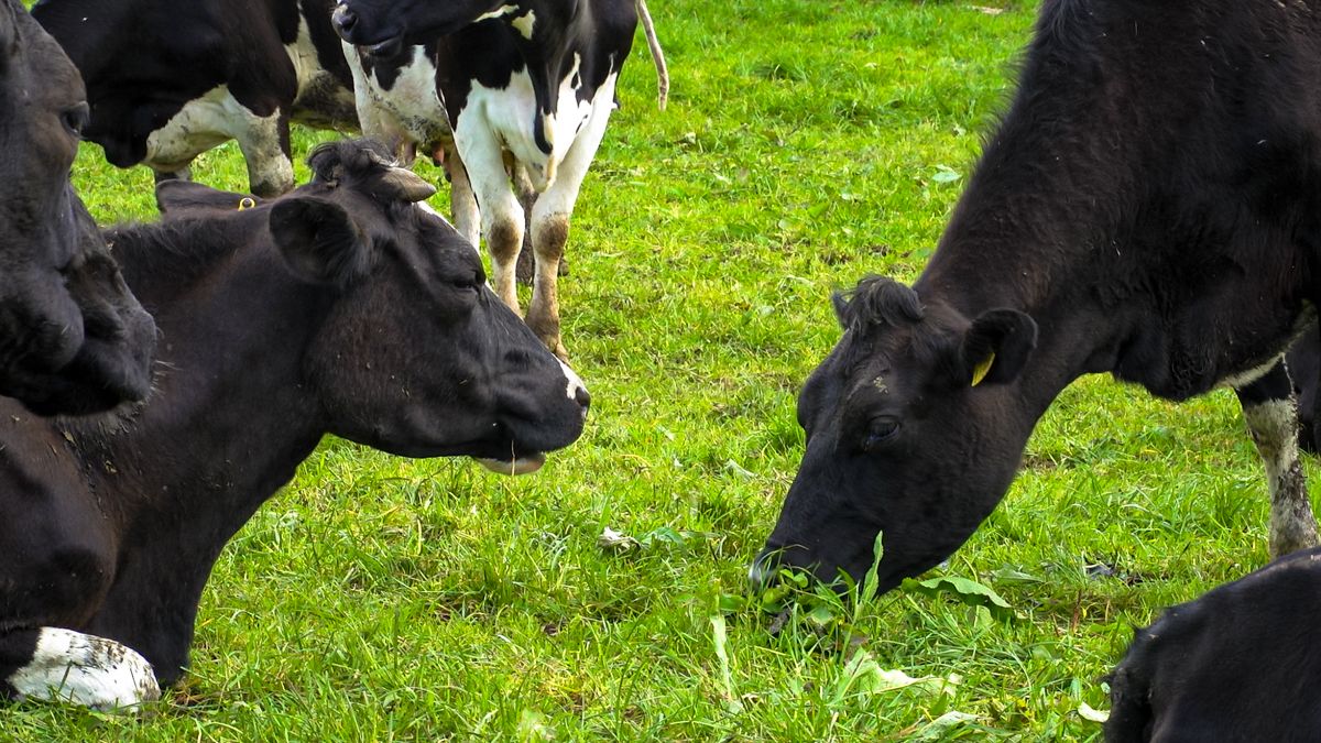 Milk Price Tracker: Prices show improvement in July