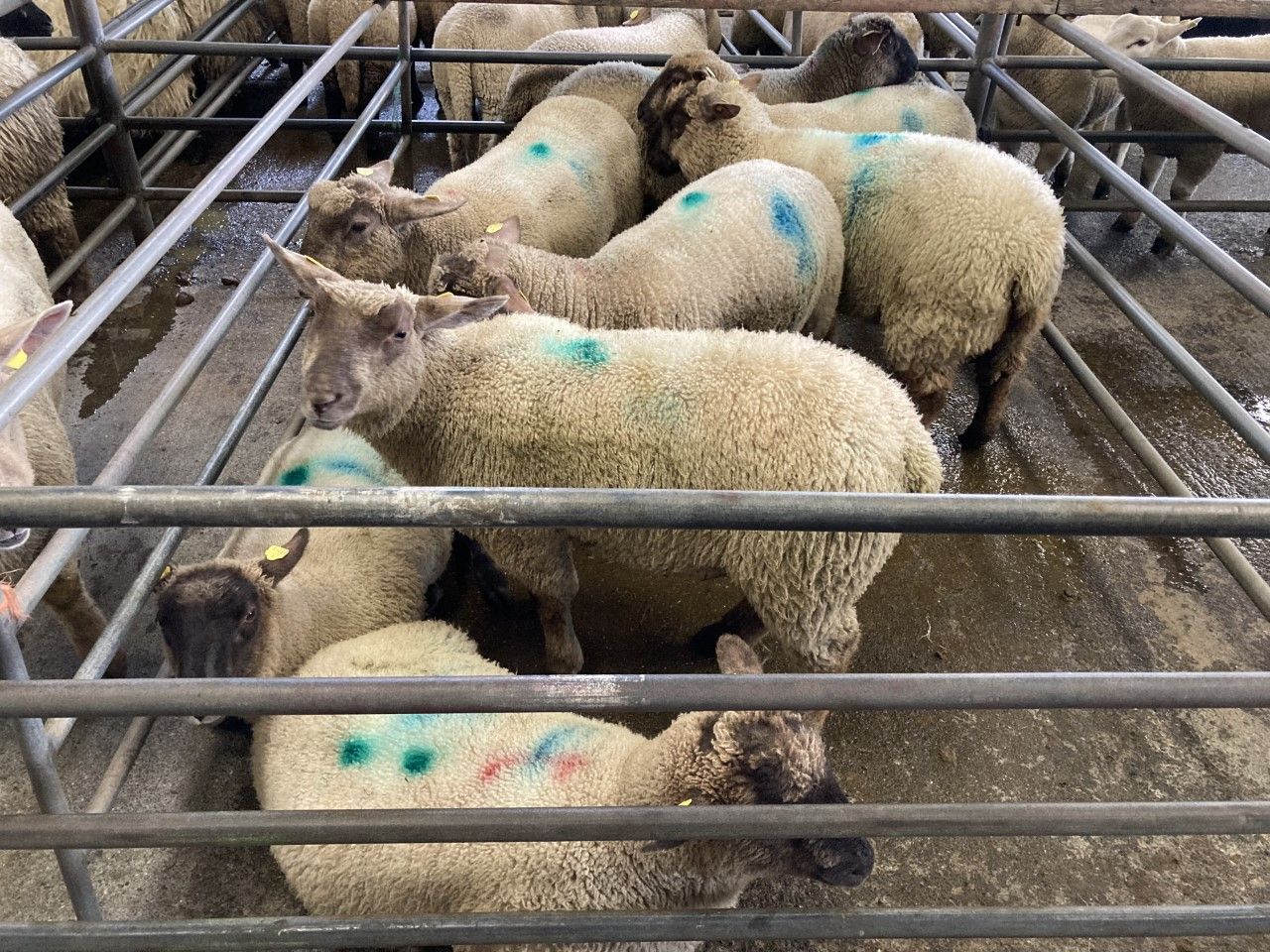Spring lambs sell to €211/head at Kilkenny Mart