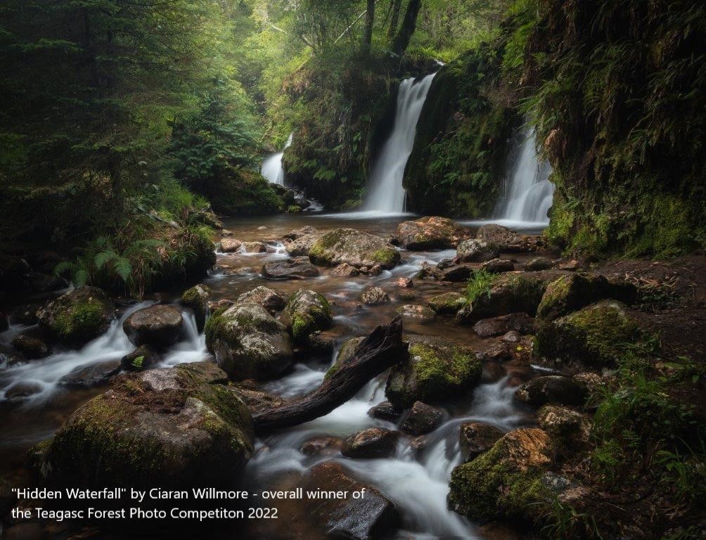 Dublin winner of Teagasc forest photo competition