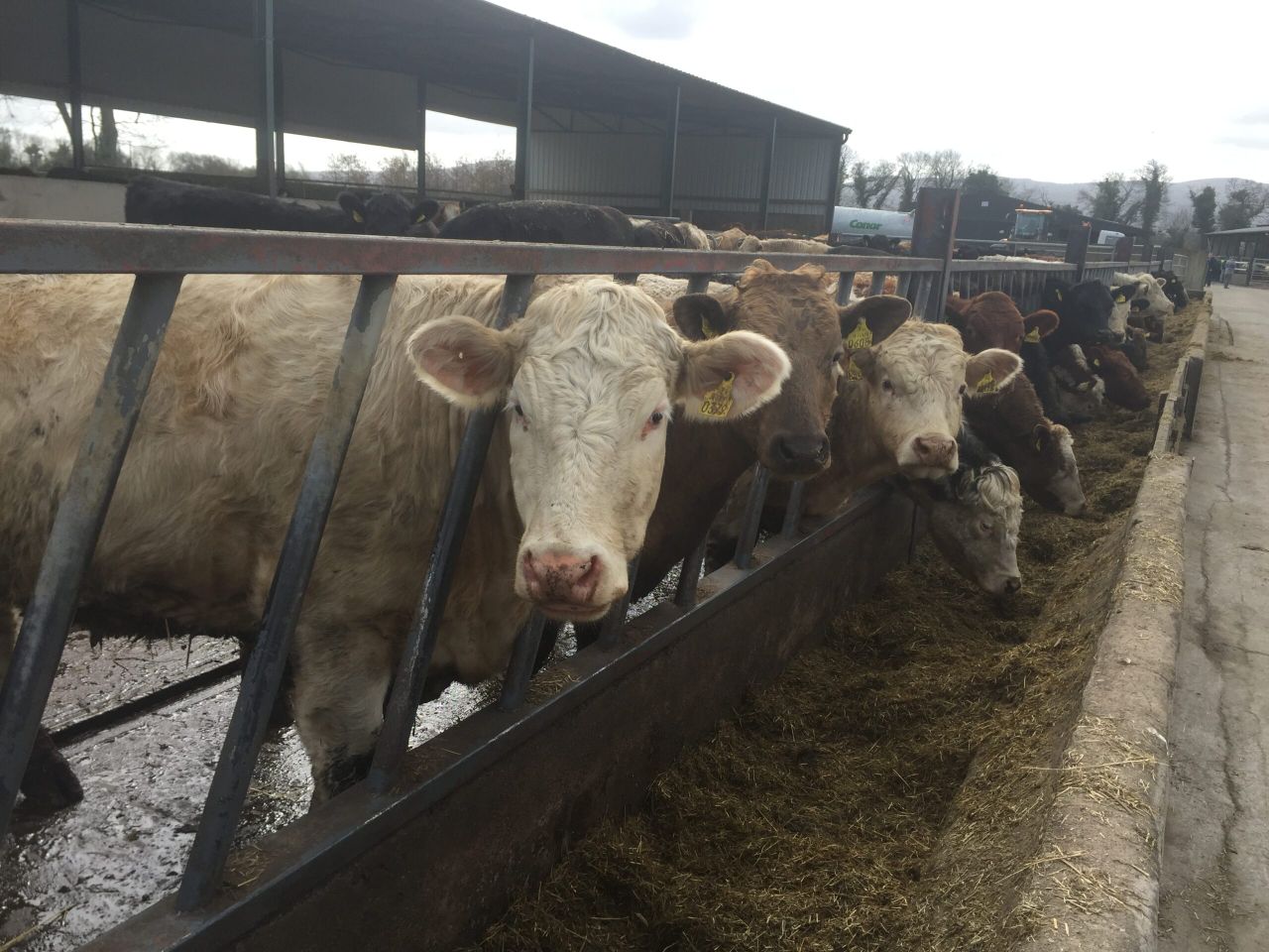 Managing herd health key when making the switch to organic beef