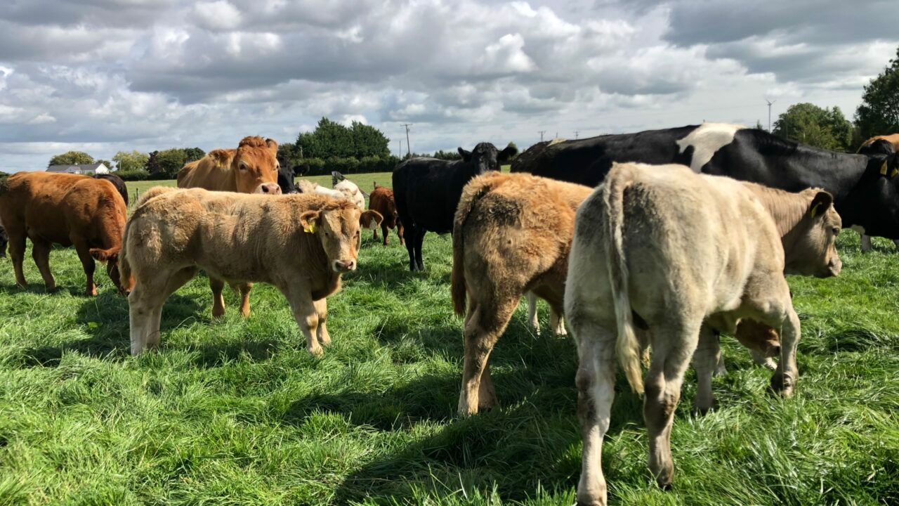 Cow numbers: Sucklers down 270k and dairy up 316k in 10 years