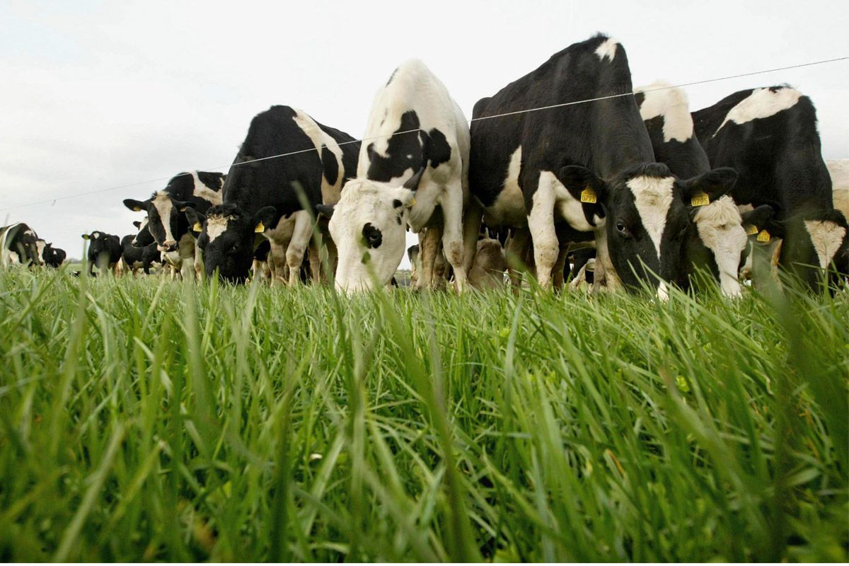 High uptake level of TAMS dairy equipment scheme