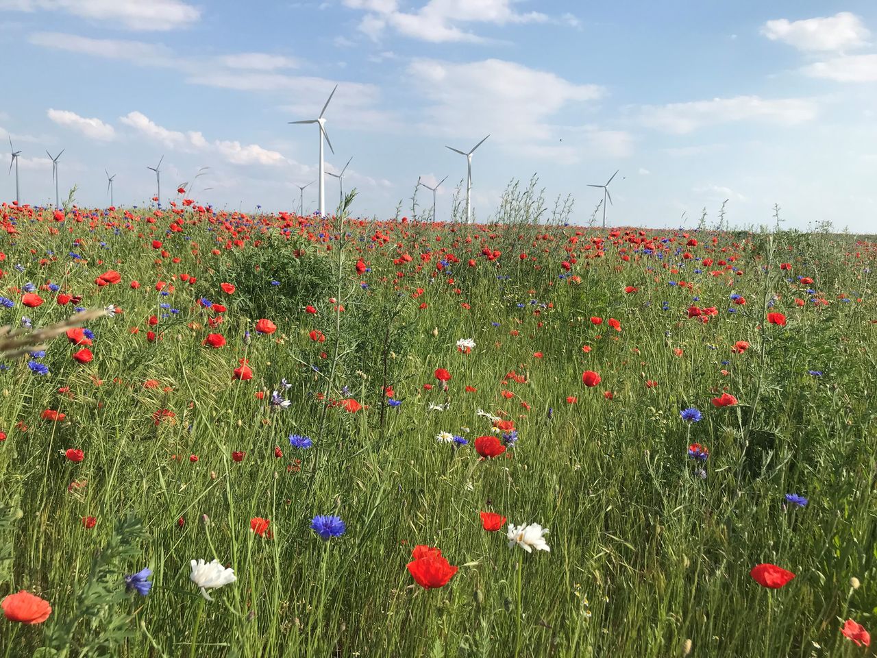 Bayer launches decarbonisation programme for agriculture in Europe