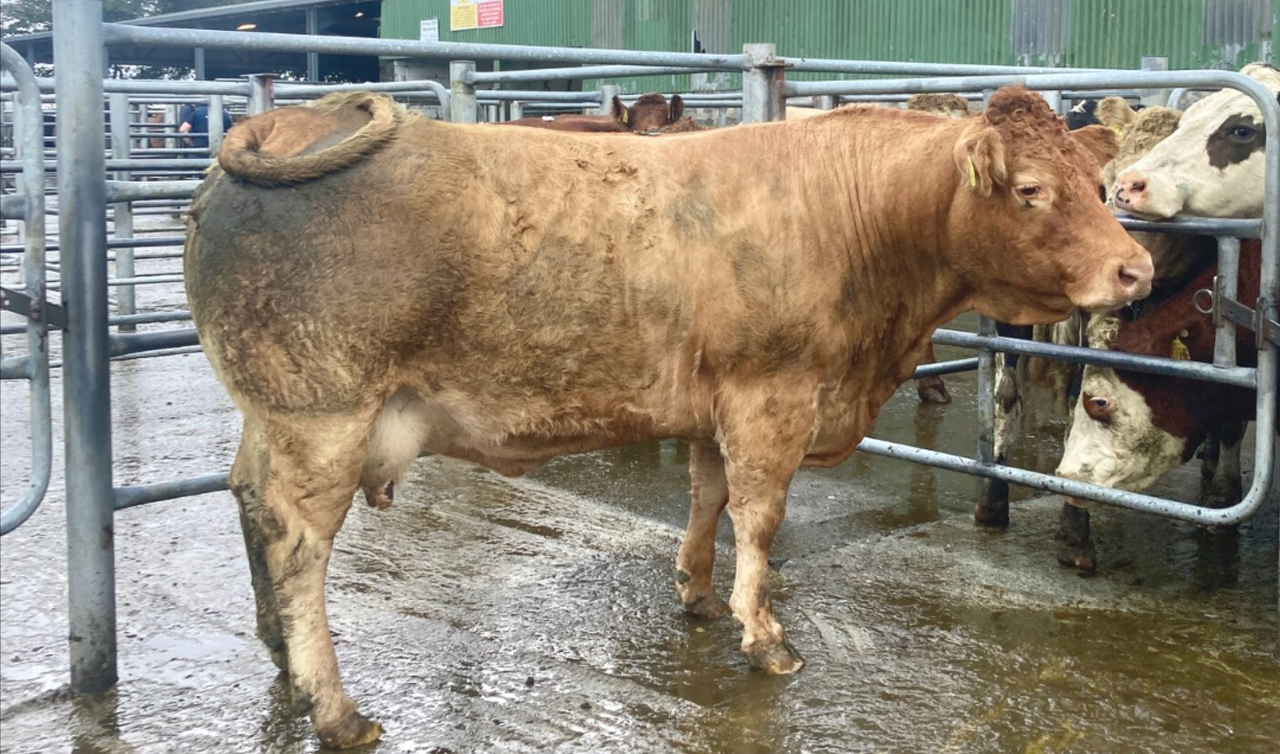 Mart trade for beef cows 'surpassing factory price'