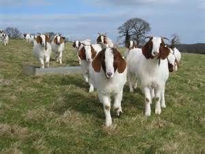'You can make a living off goats from 40 or 50 acres'