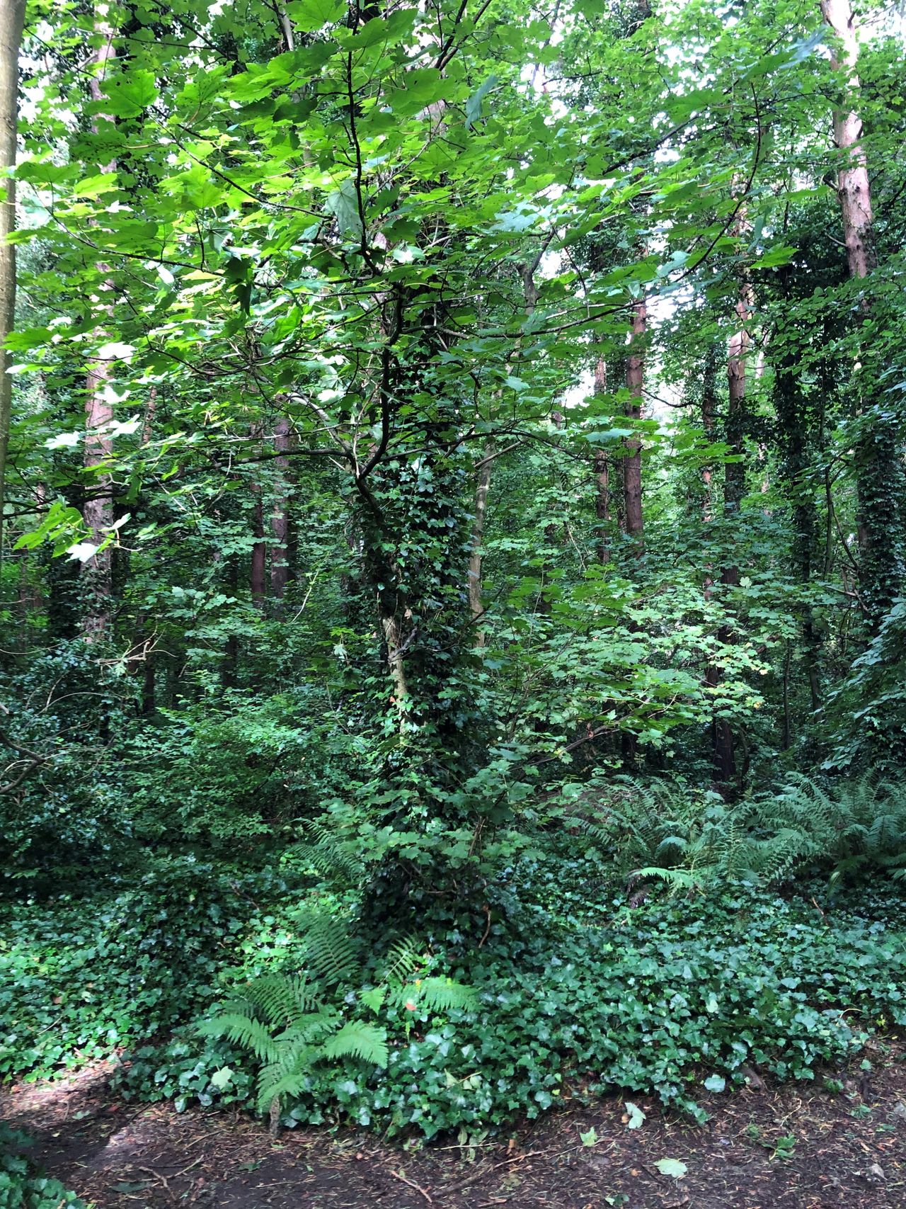 New 'urban forest' proposal 'ticking all the boxes' - cllr