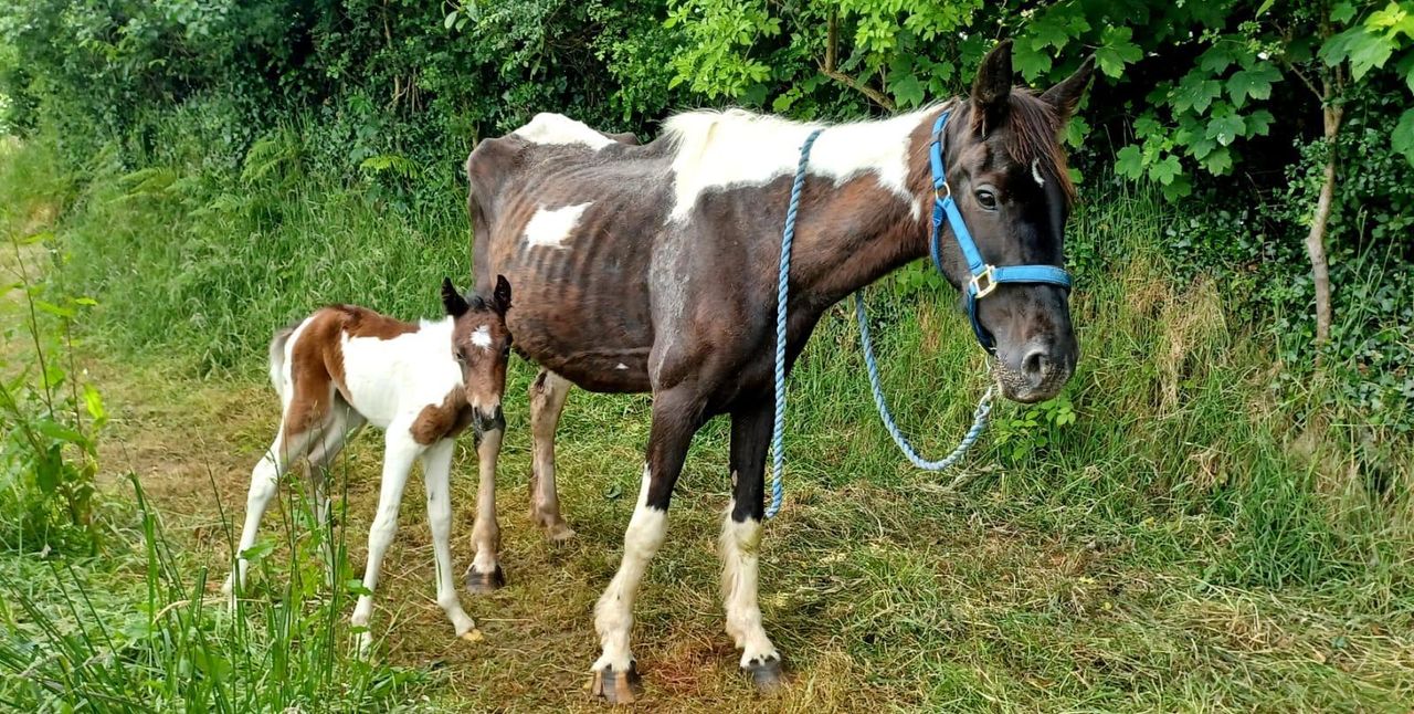 ISPCA appeals for 'urgent' foster homes after several rescues