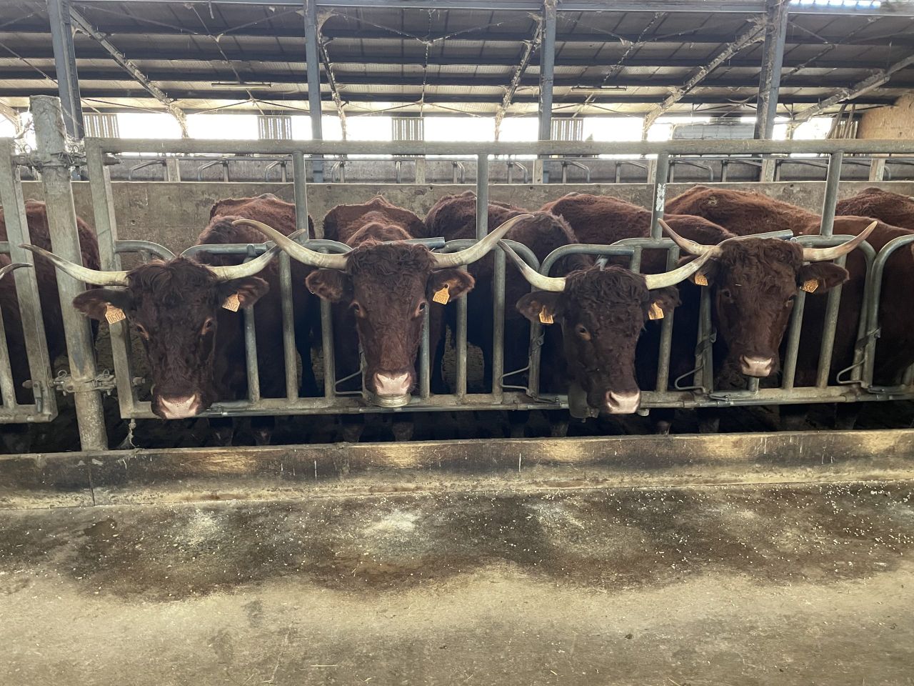 Watch: Parlour designed for milking Salers suckler cows