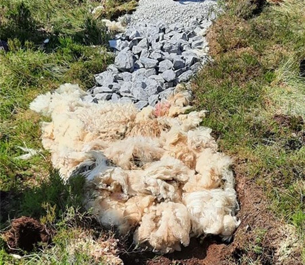 Sheep wool used to build walking trails in Co. Leitrim
