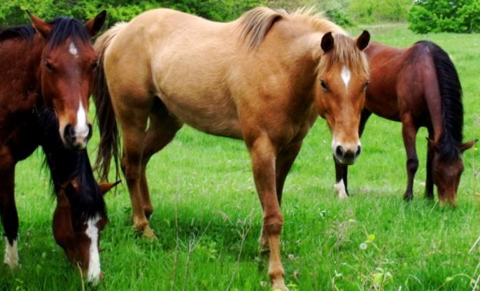 Owner of 3 horses that were shot dead in the midlands appeals for witnesses