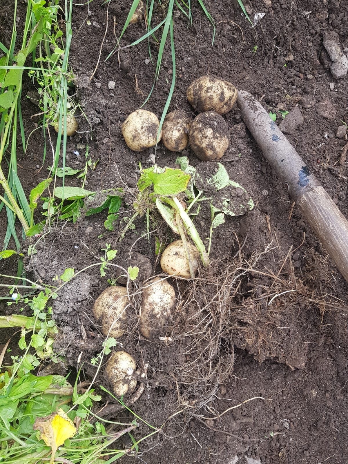 Kerry potato festival celebrates the humble spud