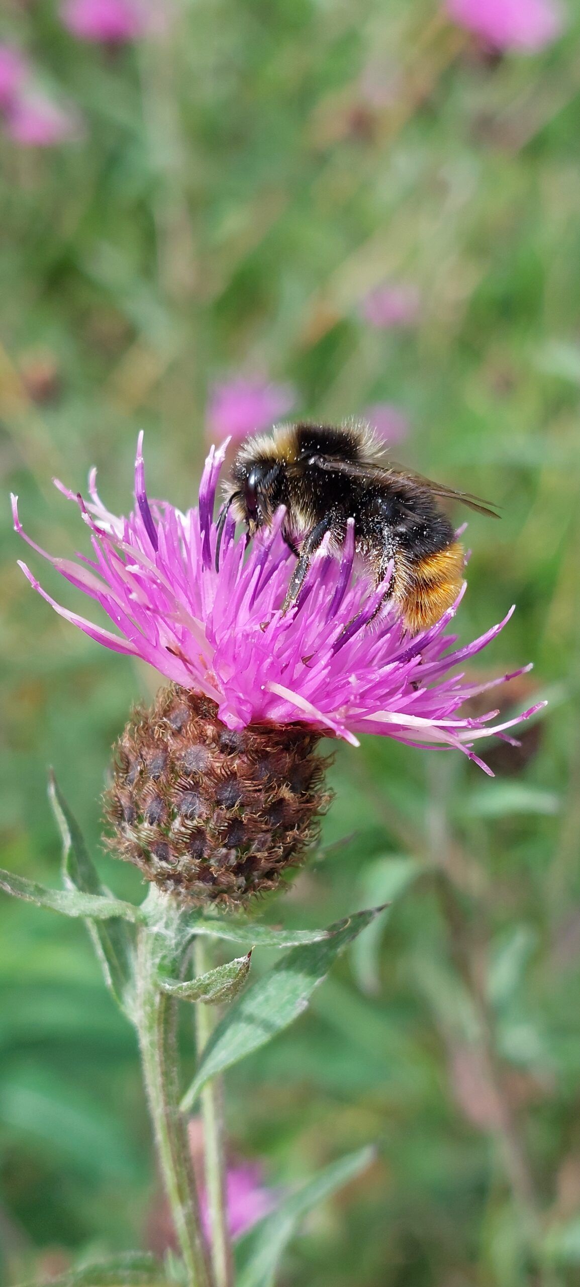 How can farmers help our pollinators?