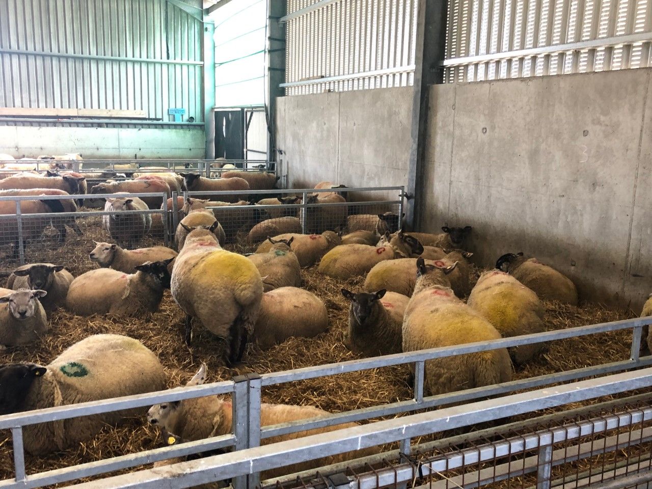 Lameness: What can farmers do about it?