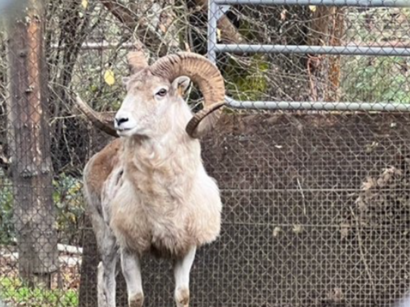 American man charged for conspiracy to clone giant sheep