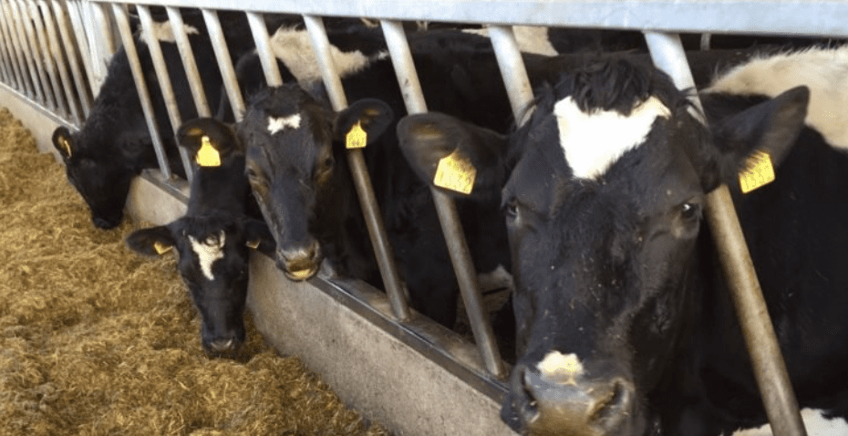 'Budget 2020 must fix farm income volatility' - ICMSA