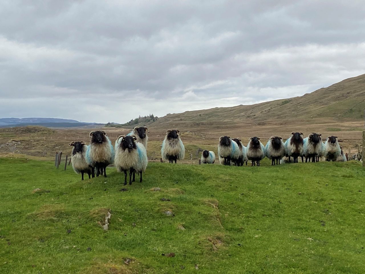 From Sam to sales: Mayo marts to open after historic victory