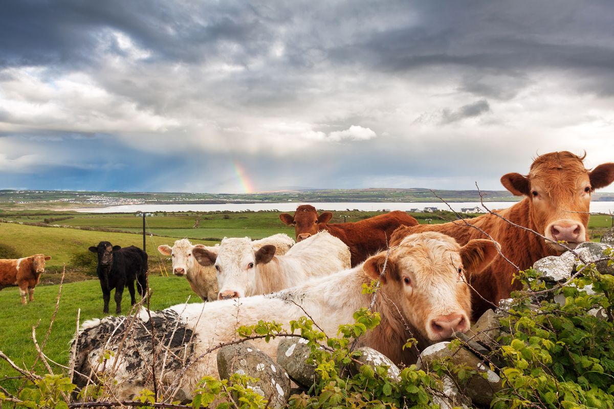 How to find the best insurance for your farm