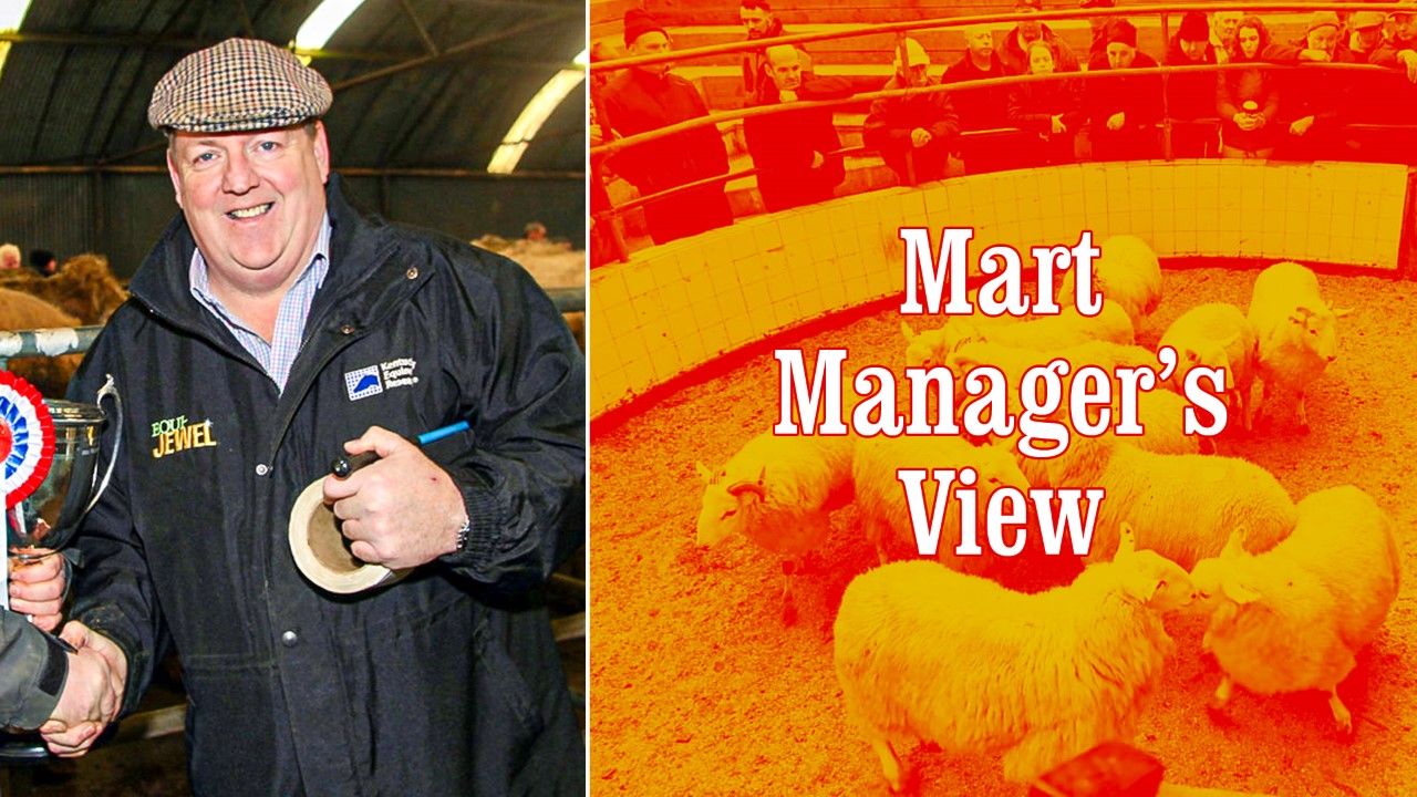'The sheep trade has been unbelievable; I've seen stores making nearly €3.50/kg'