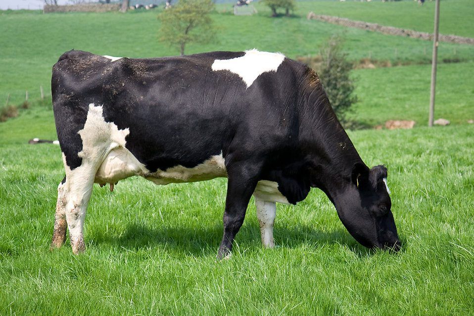 Boost your herd's fertility this breeding season