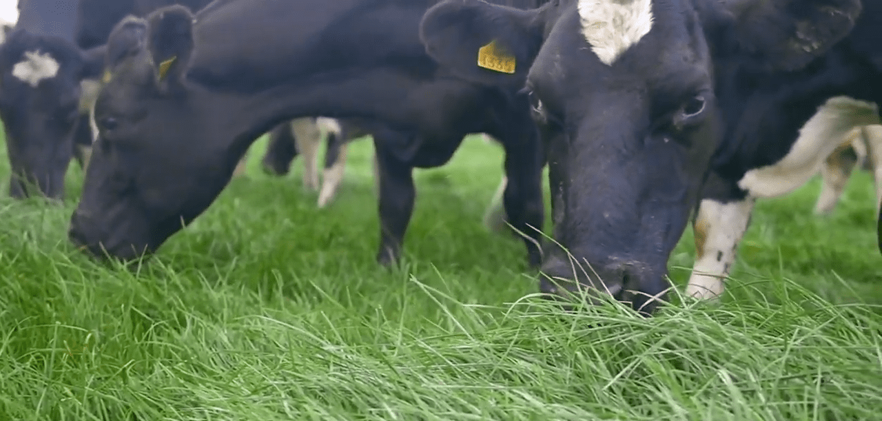 Aim for at least one grazing on your autumn reseeded ground