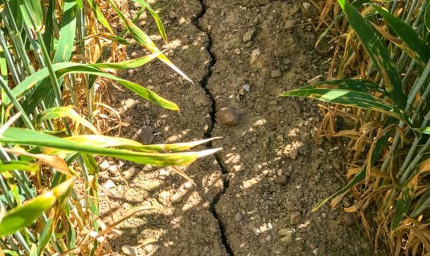 83mm of rain needed in places to reach field capacity