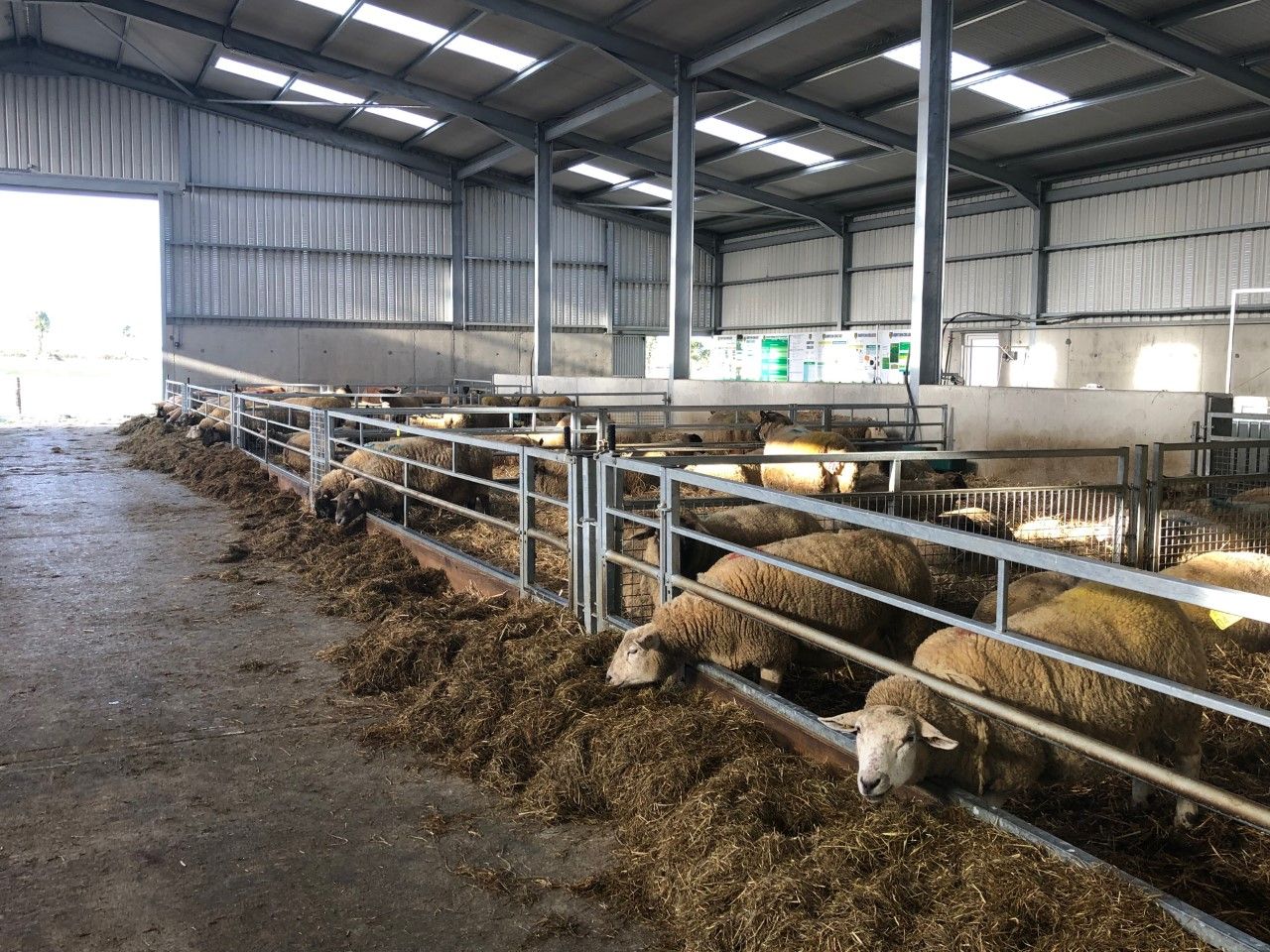 Ewe health issues: Getting to grips with mastitis this lambing season