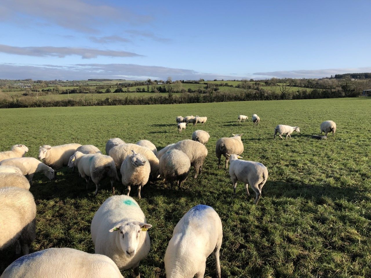 Sheep grassland management: Setting up the farm for next spring