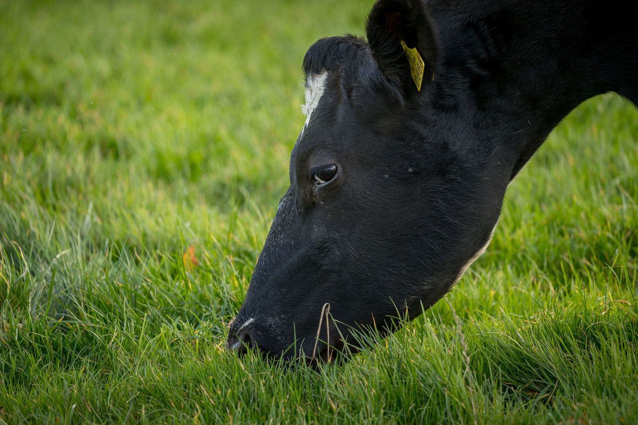 Bord Bia teams up with lobby groups to back dairy farmers