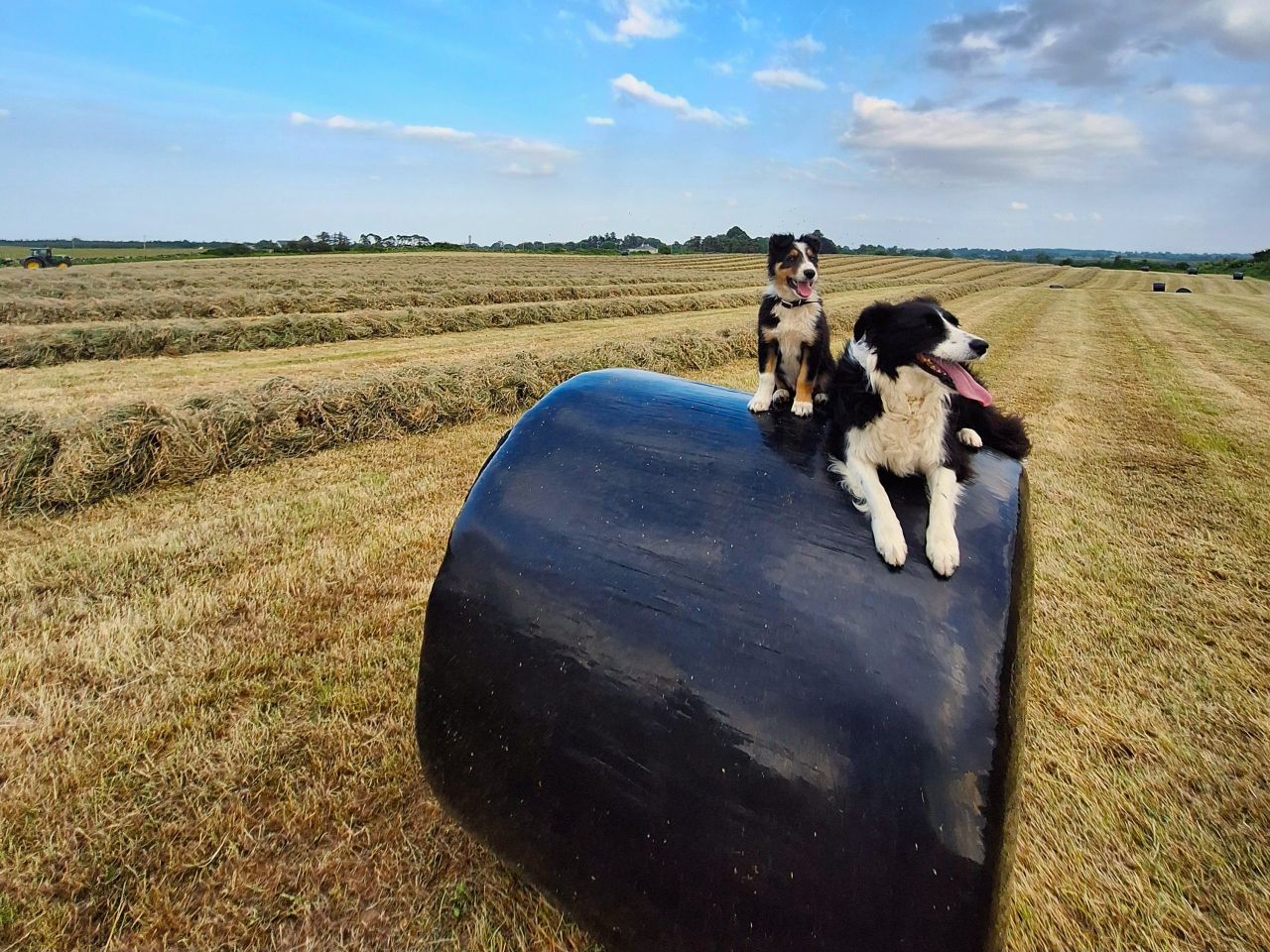 Gallery: Sheepdogs steal the show in Agriland photo competition