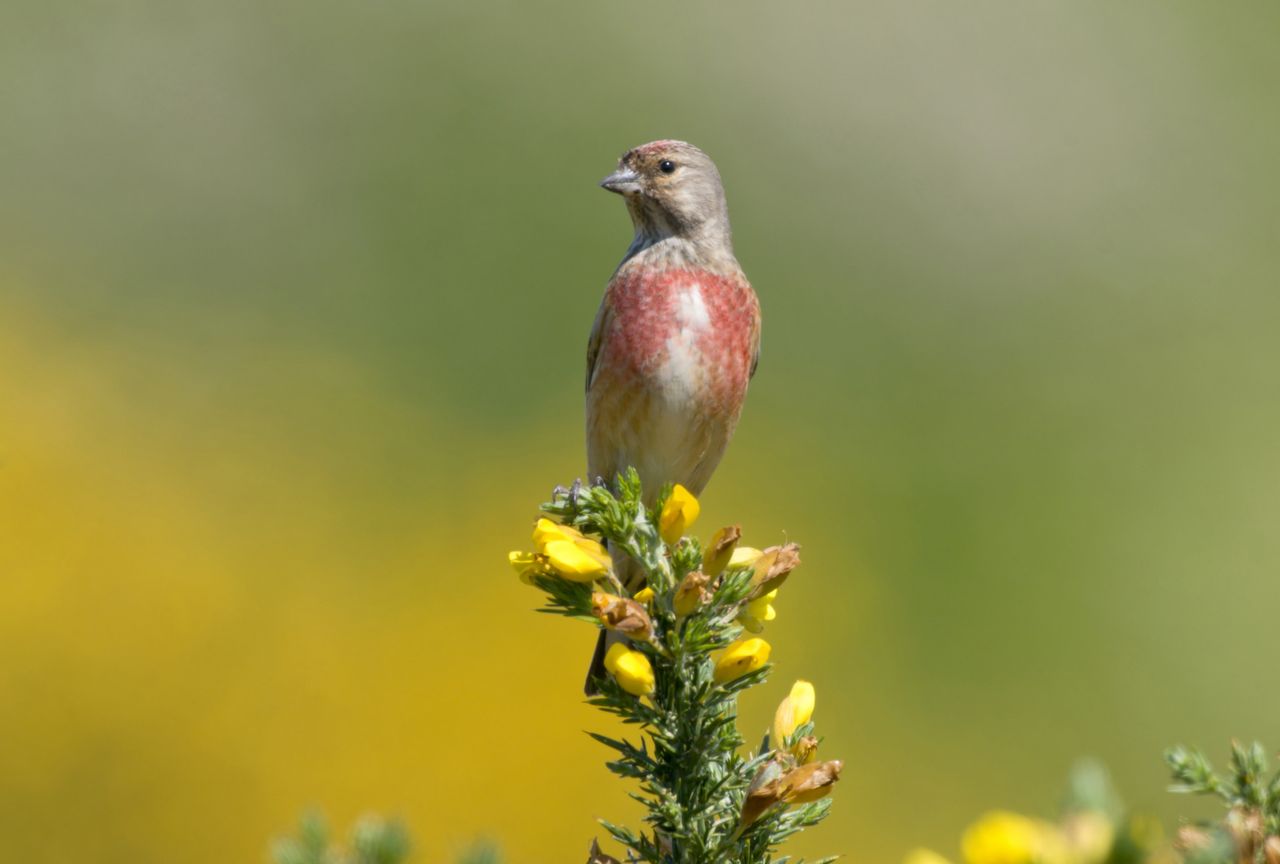 Report links decline in linnets and reed buntings to reduction in arable land in NI