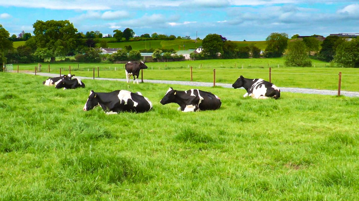 Contrasting political responses to emissions reduction