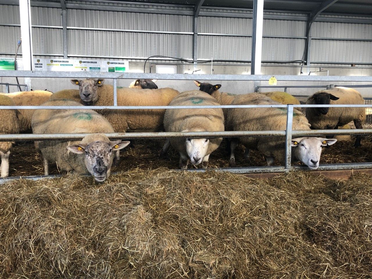 Are your ewes wasting silage? Check out how this farmer overcame this problem