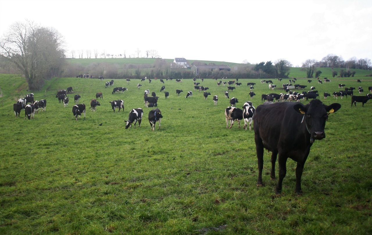 Improvement in fertility performance of national dairy herd recorded