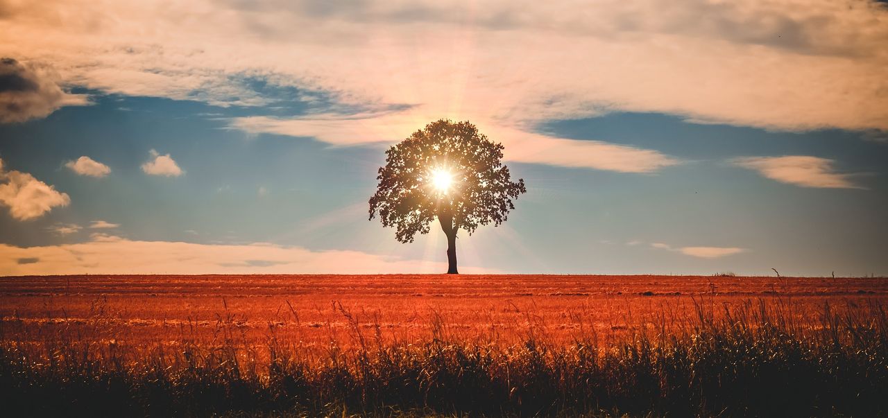 Copernicus: 2024 was the 'hottest year since records began'