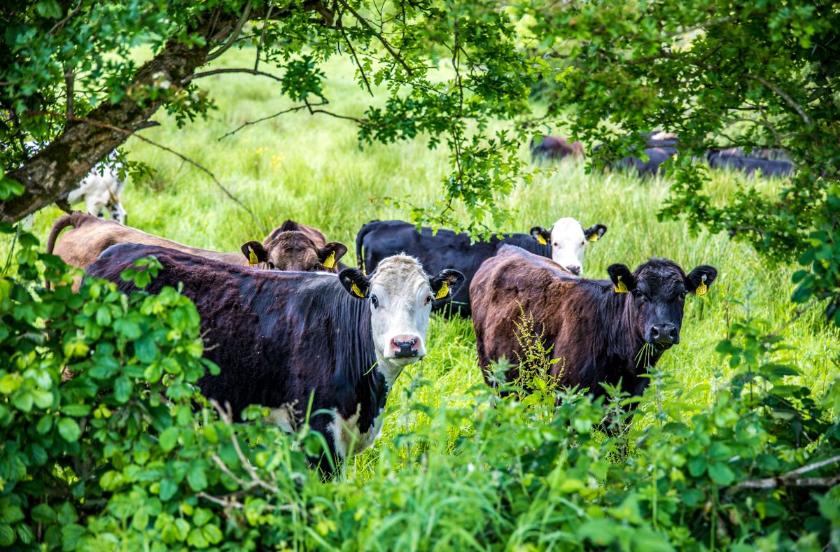 ACRES: 946 farmers waiting on 2024 advance payments