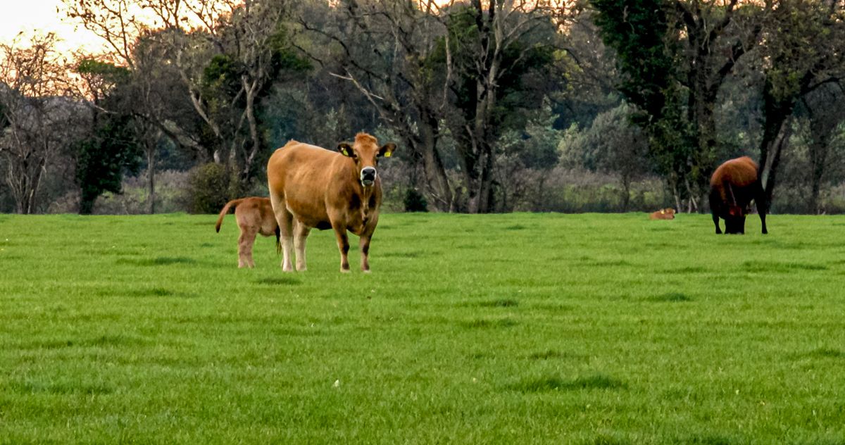 Improved spring nitrogen: Top tips from Teagasc