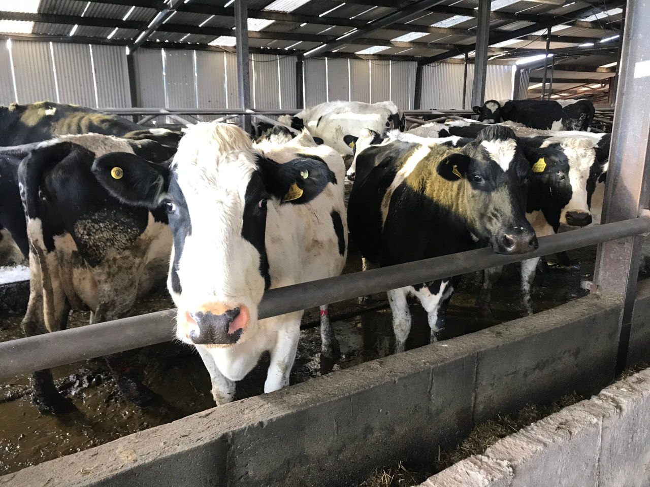 Agreement reached on Irish Johne's Control Programme
