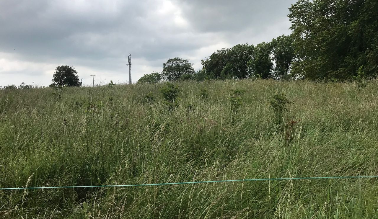 'Failed' forestry deemed 'satisfactory' by department