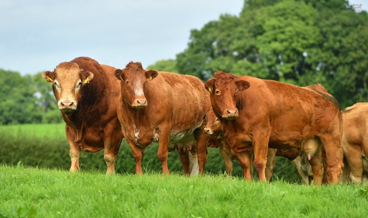Former Irish Limousin Cattle Society president resigns from council