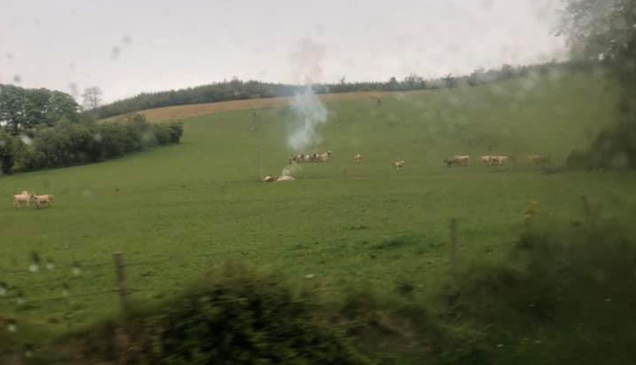 Cattle killed by lightning in multiple incidents