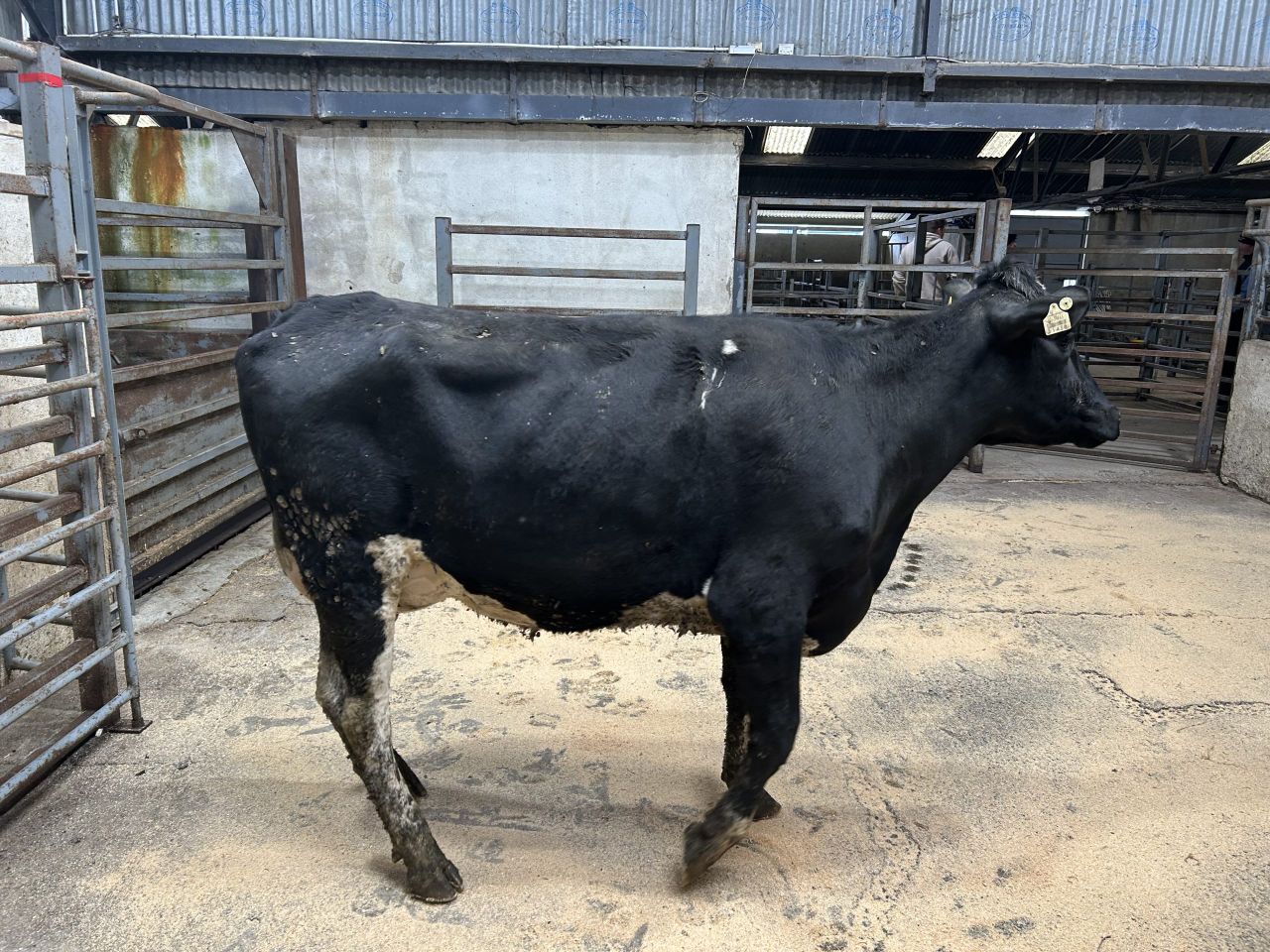 Strong trade for freshly calved heifers &amp; cows in Carnew Mart