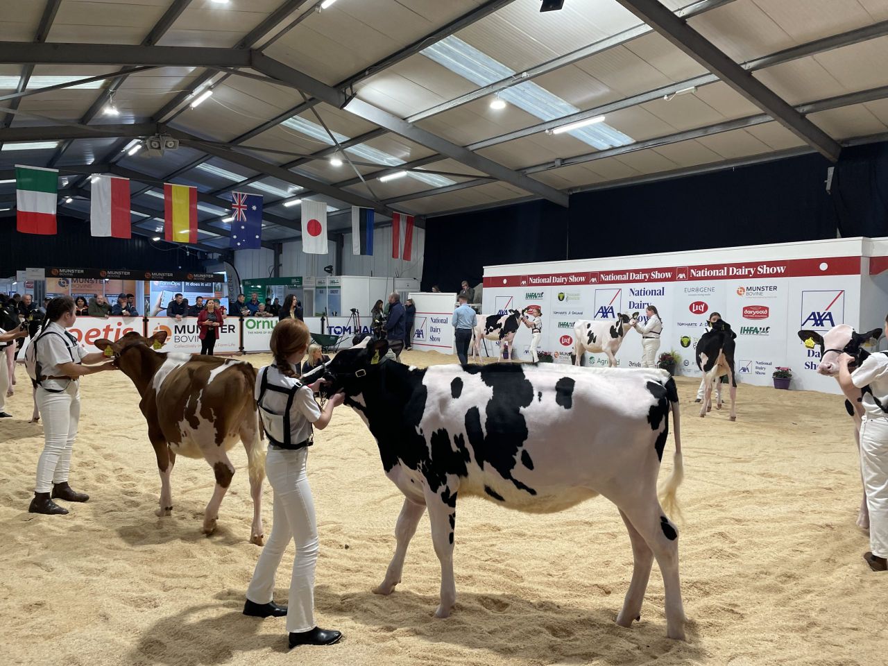 AXA National Dairy Show: Results from day one