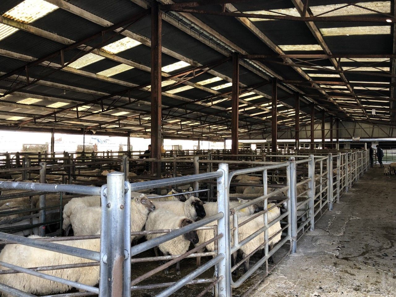 'There is an appetite for sheep at the moment that we haven't seen for a couple of years'