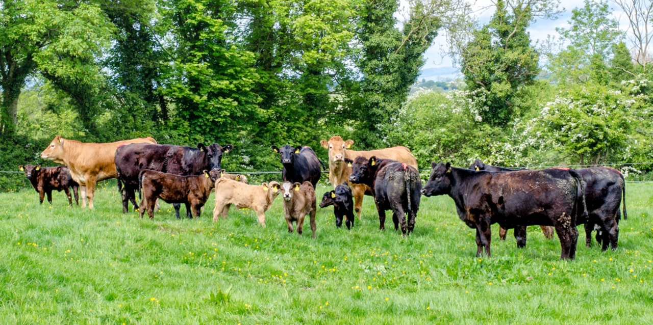 Review of NI Beef and Lamb Farm Quality Scheme standards underway
