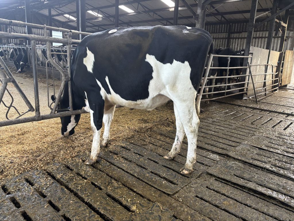 Knoxtown Crushabull Adeen made the top price of €8,100.