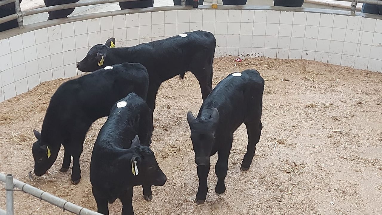 Calf trade: Demand for calves remains at Enniscorthy Mart