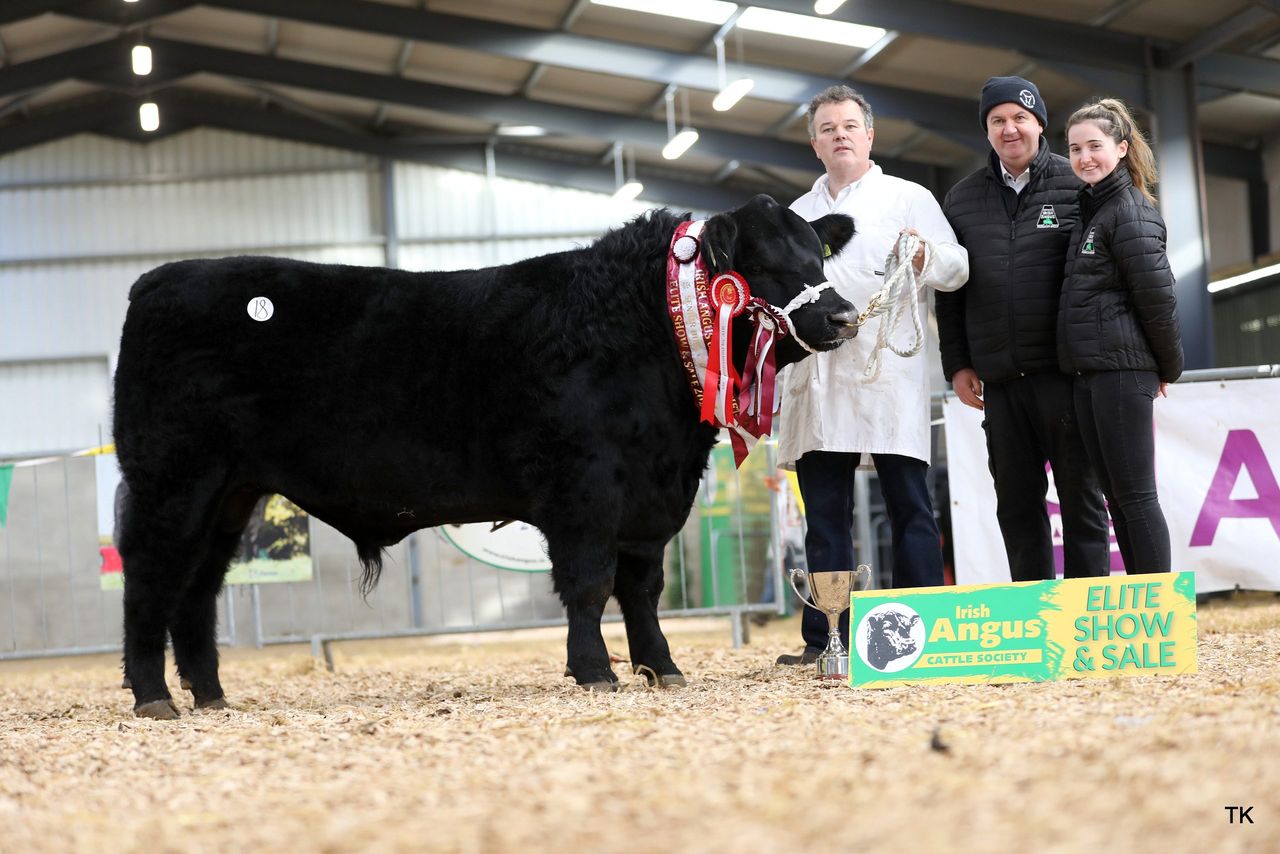 Tribesman bull ticking the boxes for Certified Irish Angus