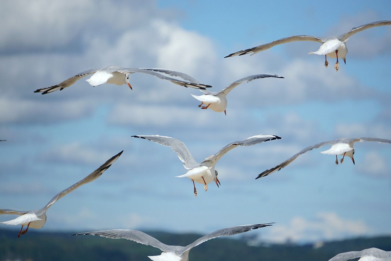 HSE: Stay away from sick or dead birds amid bird flu risk